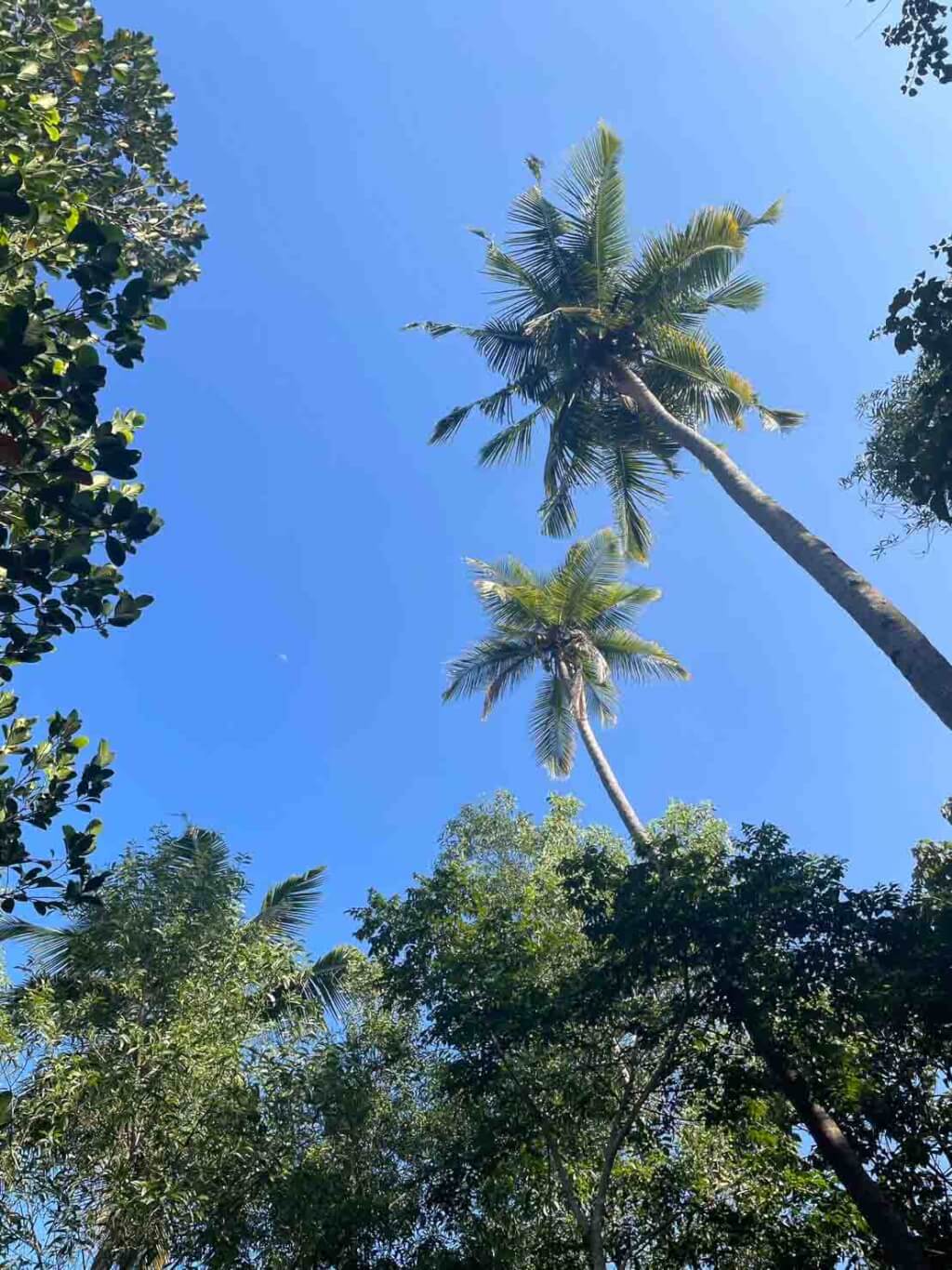 インドの景色