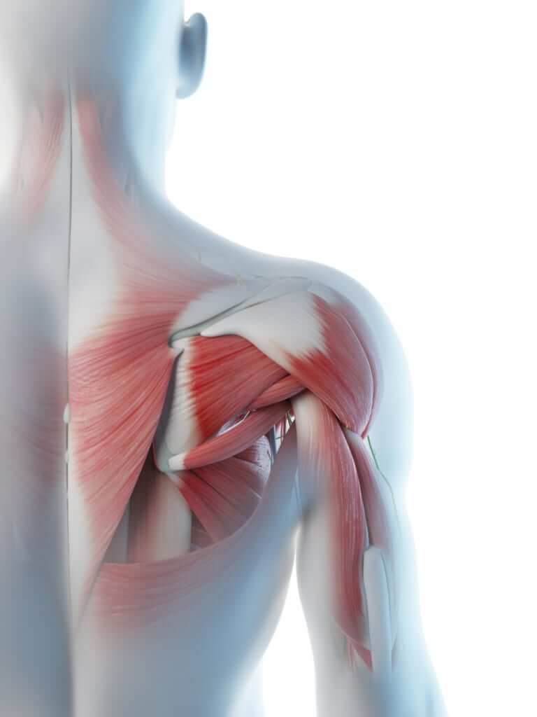 肩の筋トレで最も重要なのは「ケガの予防」〜ローテーターカフの重要性と正しいケア方法