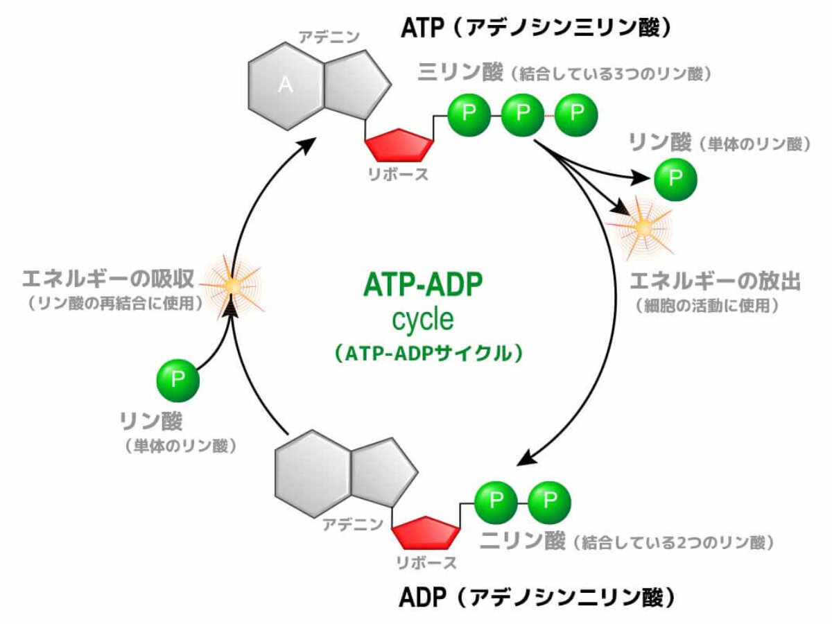 ATPのサプリメントはなぜ市場に出回らないのか？」という疑問に米