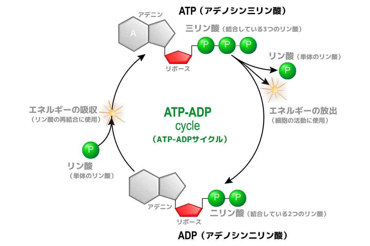 ATPのサプリメントはなぜ市場に出回らないのか？」という疑問に米