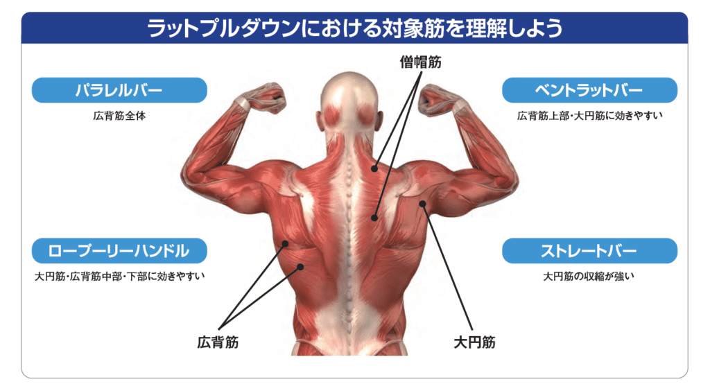 ボディビル世界チャンピオン鈴木雅が解説 ラットプルダウンにおけるケーブルアタッチメントの違い Fitness Love