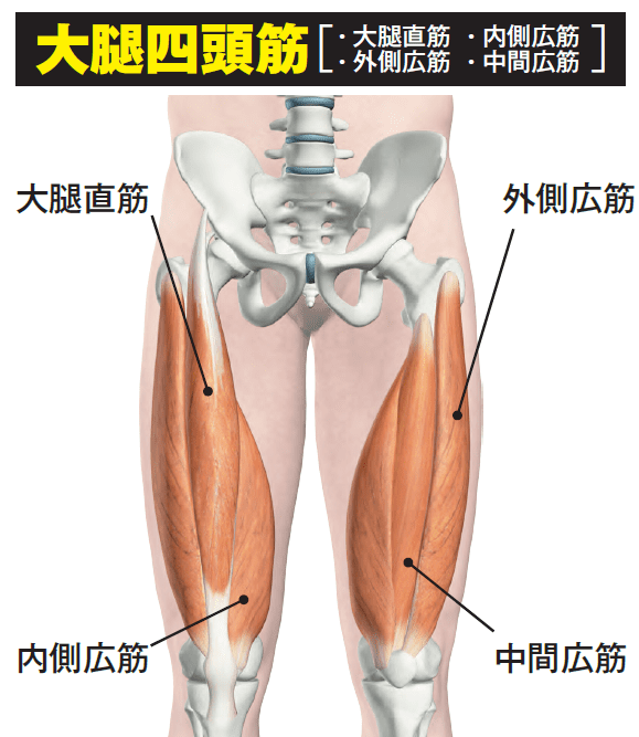 ボディビル世界王者が解説 大切なのは種目の順番 大腿四頭筋 Fitness Love