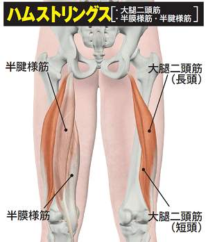 ボディビル世界王者が解説 バリバリのハムストリングスの秘密 Fitness Love