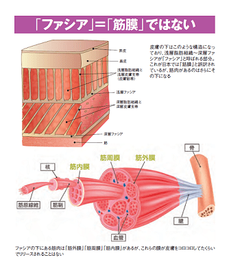 菌 膜 リリース と は