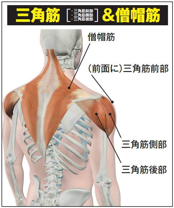 ボディビル世界王者が解説 カッコいい肩はほんの少しのコツの違いで作れる ページ 2 2 Fitness Love